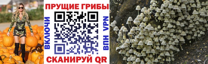 мориарти официальный сайт  Семилуки  Псилоцибиновые грибы Cubensis 